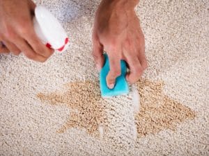 A hand scrubs a brown stain on a light-coloured carpet with a blue sponge and cleaning solution.